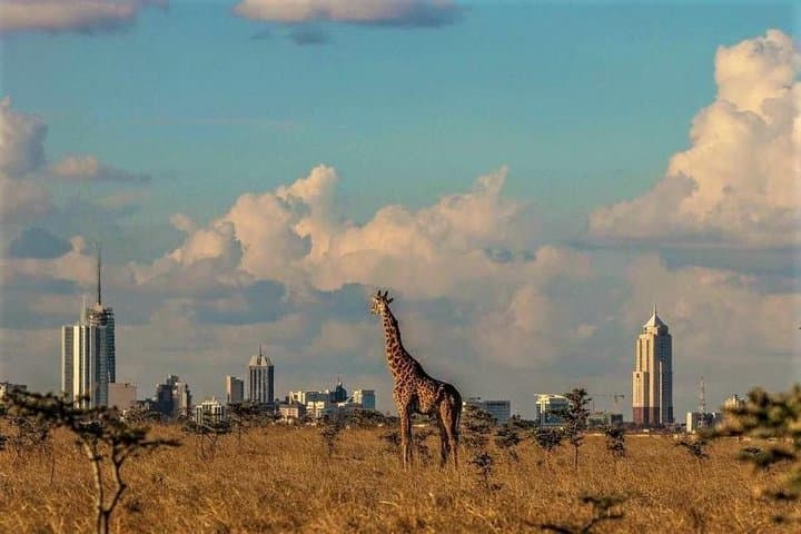 Exploring Nairobi’s Wildlife: A Private Tour of Giraffe Center and Nairobi National Park photo 4