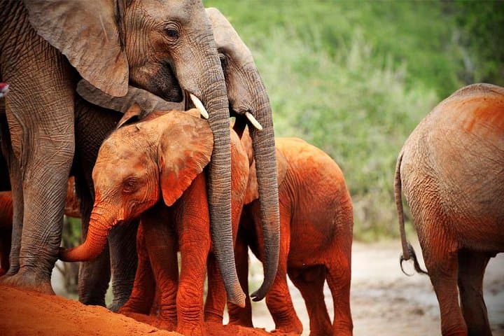 8-Day Best of Kenya Wildlife Private Safari: Amboseli to Maasai Mara photo 6