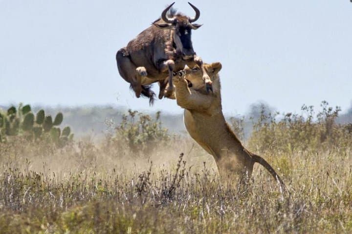 8-Day Best of Kenya Wildlife Private Safari: Amboseli to Maasai Mara photo 4