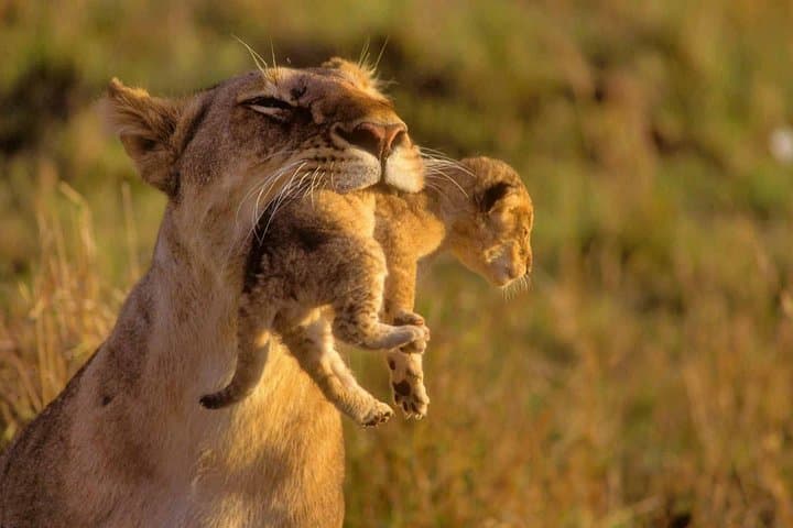 9-Day Kenya & Tanzania Safari: Maasai Mara, Serengeti & Ngorongoro Adventure photo 4