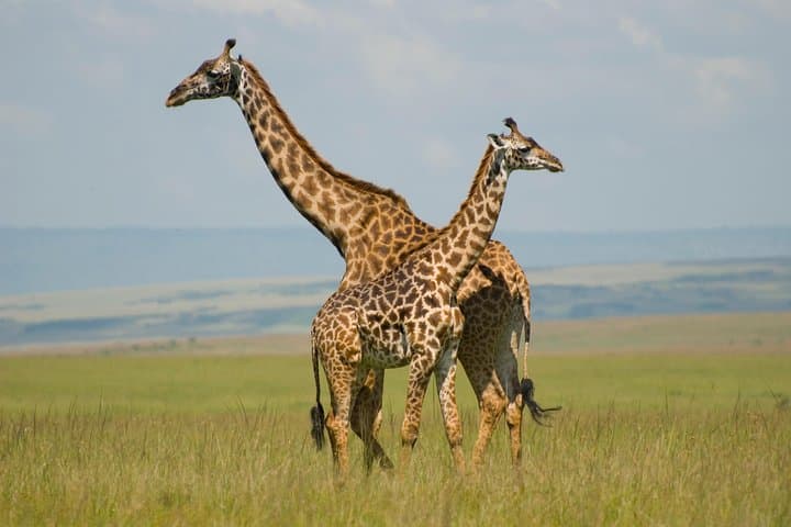 Budget 5-Day Masai Mara Tented Safari from Nairobi photo 4