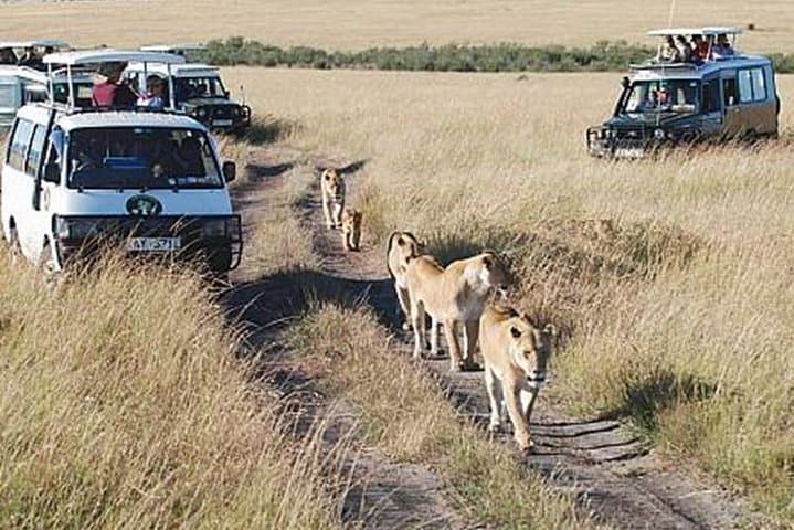 6-Day Northern Circuit Safari: Lake Manyara, Serengeti, Ngorongoro & Tarangire (Comfort) photo 3