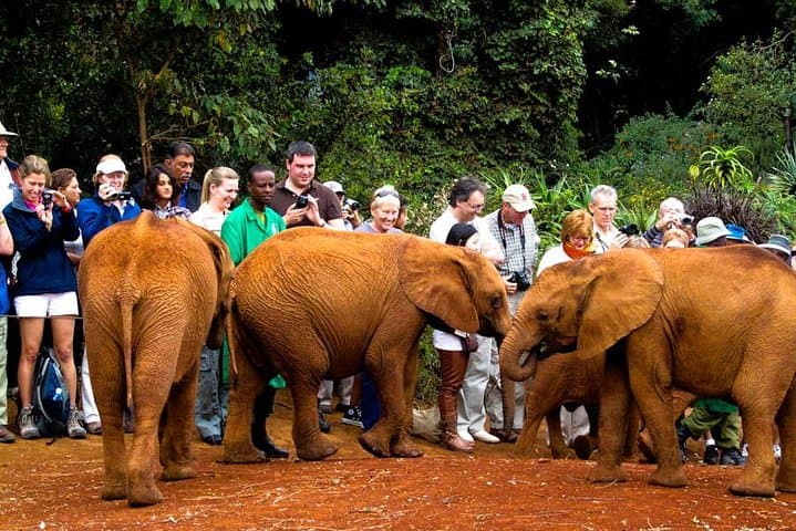 Nairobi Day Tour: Giraffe Centre, David Sheldrick Elephant Orphanage, Beads Workshop & Bomas Dance photo 2