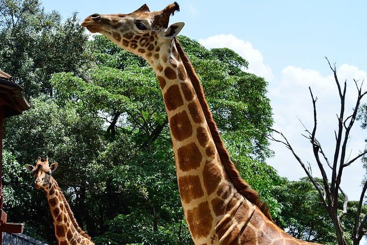 Giraffe Center Half-Day Trip from Nairobi: Feed Rothschild Giraffes & Walk the Gogo River Trail photo 1