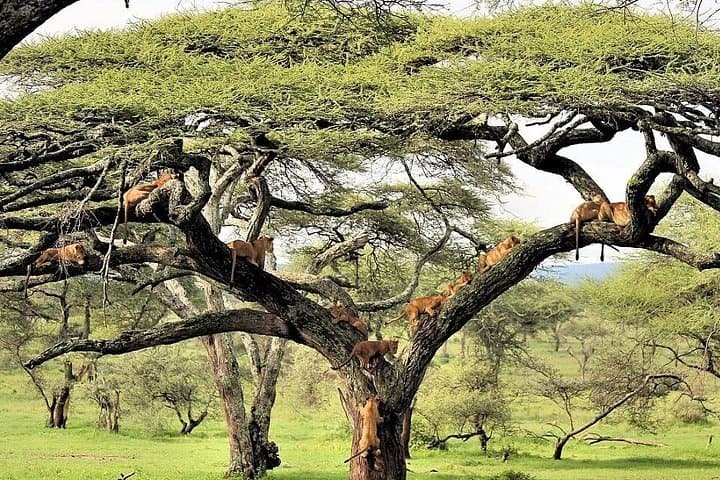 3-Day Camping Safari: Tarangire, Lake Manyara & Ngorongoro Crater photo 4