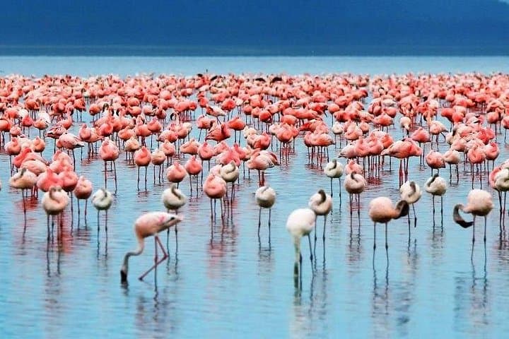 2-Day Camping Safari: Lake Manyara & Ngorongoro Crater from Arusha photo 1