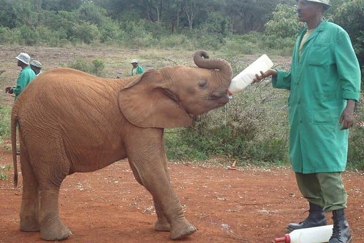 Nairobi National Park Day Tour: Giraffe Centre & David Sheldrick Elephant Orphanage photo 2
