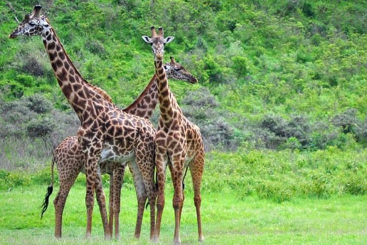 Arusha National Park Guided Day Tour from Arusha — Walking Safari & Game Drive