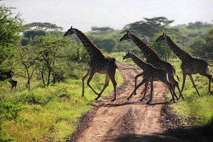 Arusha National Park Guided Day Tour from Arusha — Walking Safari & Game Drive photo 2