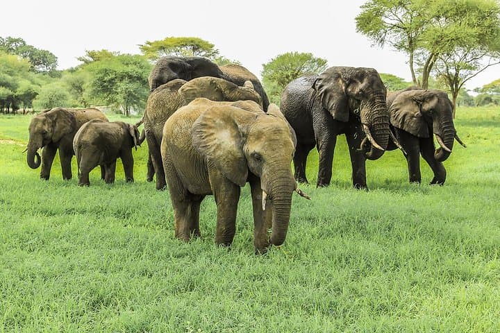 Tarangire Day Safari from Arusha — Elephants, Baobabs & River Wildlife photo 2