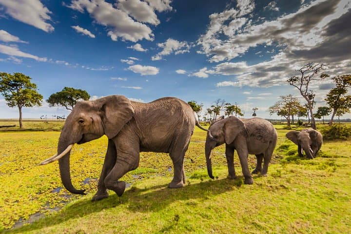 Five-Day Private Safari: Hell's Gate, Naivasha, Nakuru & Masai Mara