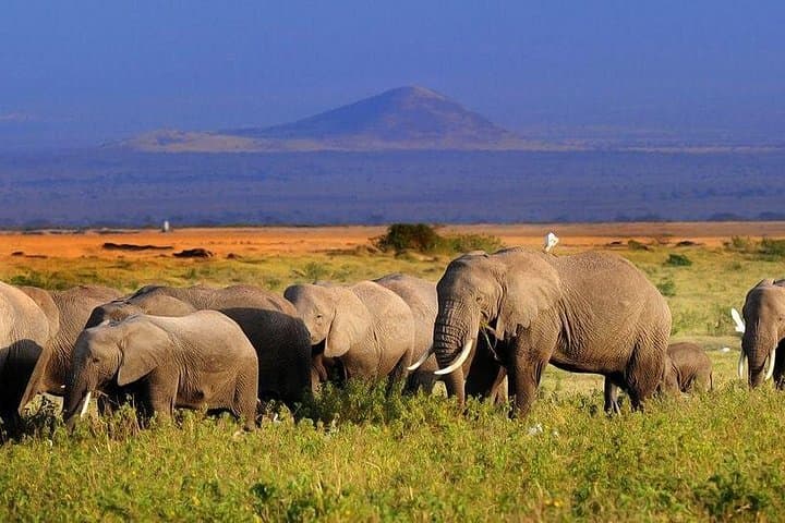 5-Day Amboseli & Tsavo West Private Safari — Big Five, Mzima Springs & Kilimanjaro Views photo 2