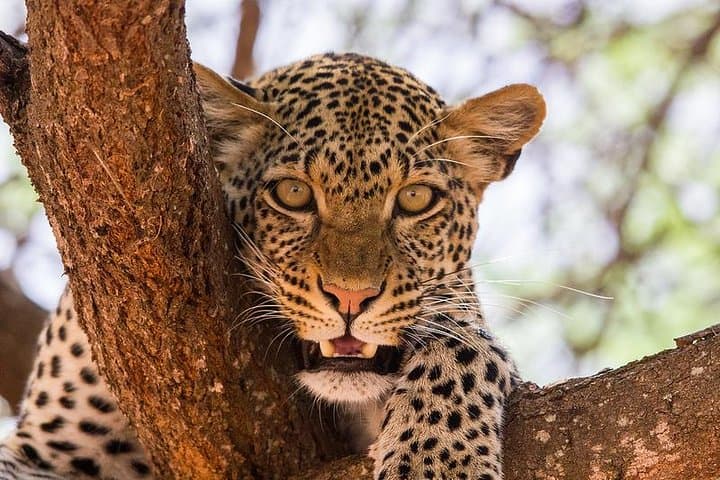 Classic 3-Day Masai Mara Safari: Big Five, Migration & Tented Camp Stays photo 2