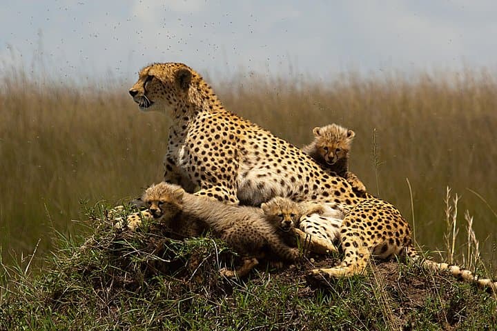 3-Day Masai Mara Group Safari: Budget Game Drives from Nairobi photo 2