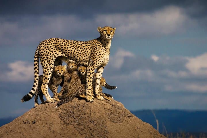 Three-Day Masai Mara Flying Safari — Big Five Game Drives from Nairobi photo 2