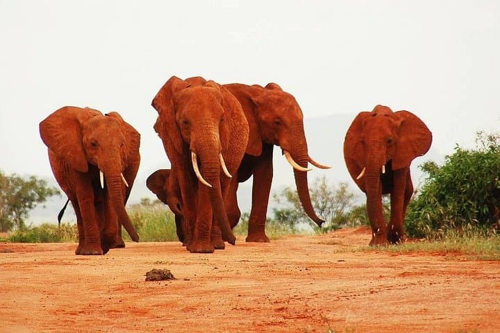 Private 2-Day Tsavo East Safari from Mombasa — Aruba Dam Game Drives & Lodge Stay photo 3