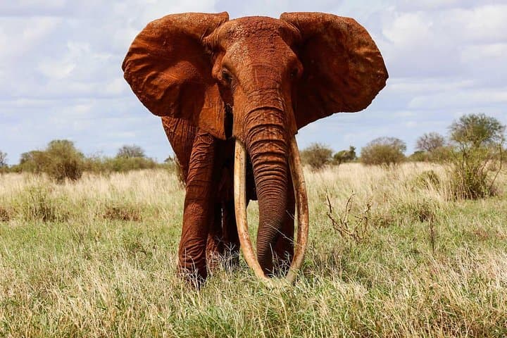 Private 2-Day Tsavo East Safari from Mombasa — Aruba Dam Game Drives & Lodge Stay photo 1