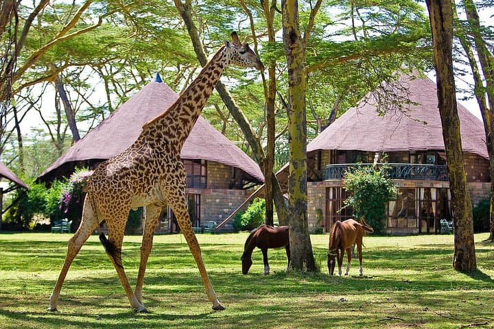5-Day Luxury Safari: Hell's Gate, Lake Naivasha, Lake Nakuru & Masai Mara