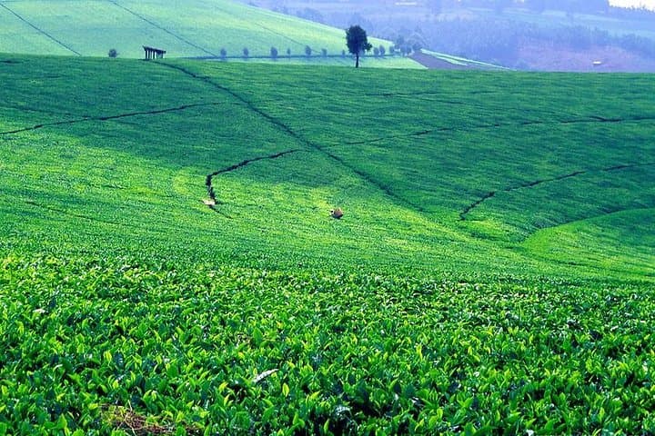 Kiambethu Tea Farm Day Tour from Nairobi: Forest Walk, Tea Tasting & Lunch