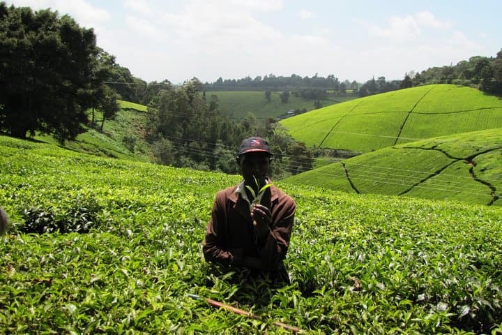 Kiambethu Tea Farm Day Tour from Nairobi: Forest Walk, Tea Tasting & Lunch photo 2