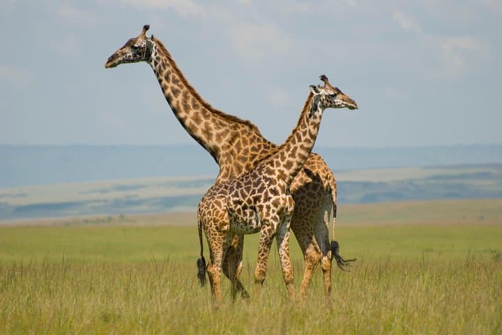 4-Day Masai Mara & Lake Nakuru Camping Safari — Wildebeest, Rhinos & Flamingos photo 2