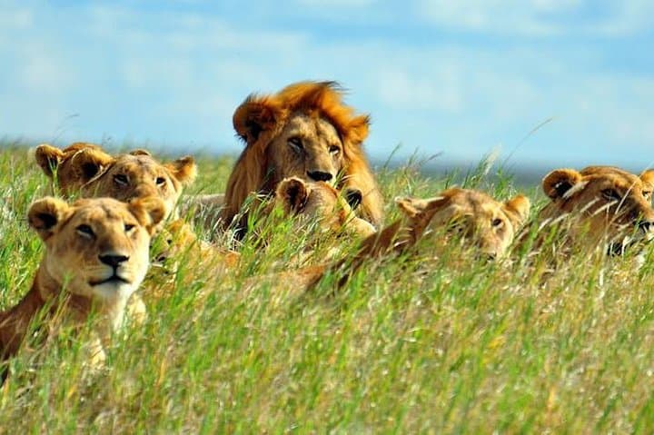 7-Day Kenya Big Five Safari — Amboseli, Lake Nakuru & Maasai Mara photo 1