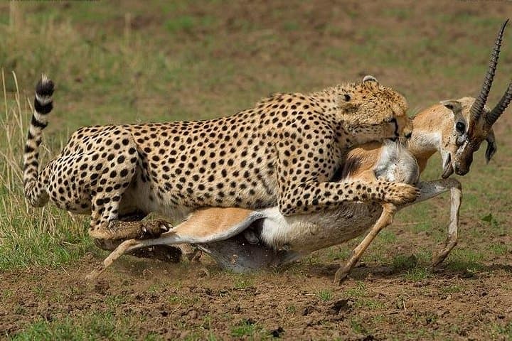 9-Day Discover Kenya Private Safari — Maasai Mara, Nakuru, Amboseli & Tsavo photo 3