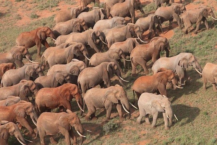 9-Day Discover Kenya Private Safari — Maasai Mara, Nakuru, Amboseli & Tsavo photo 4