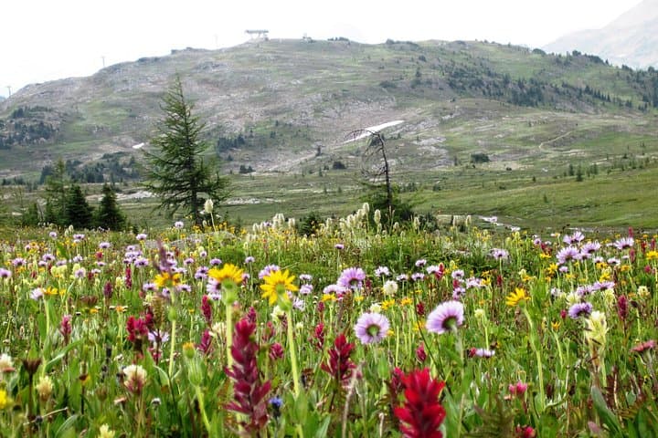 Sunshine Meadows Vistas: Easy Guided Hike to Alpine Wildflowers & Continental Divide Views