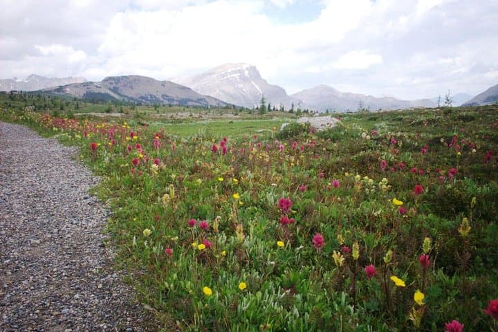 Sunshine Meadows Vistas: Easy Guided Hike to Alpine Wildflowers & Continental Divide Views photo 3