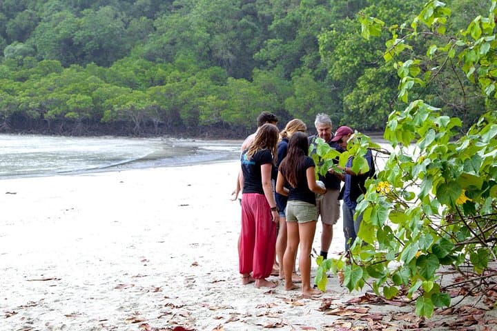 Daintree Rainforest & Mossman Gorge Full-Day Tour: River Cruises, Walks and Wildlife photo 6