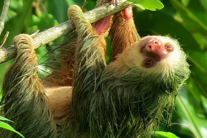 Sloth Watching Tour at Arenal: La Fortuna Wildlife Drive photo 2