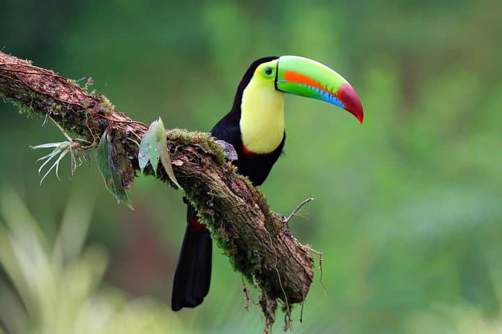 Early-Bird Birdwatching Tour in La Fortuna — Arenal Wildlife & Breakfast Experience