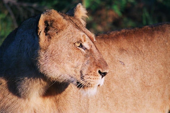 Full-Day Kruger National Park Game Drive — 160km Safari from Hazyview photo 2