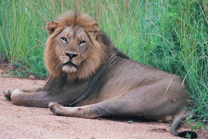 Kruger National Park Morning Game Drive — Early Predator Safari from Hazyview photo 1