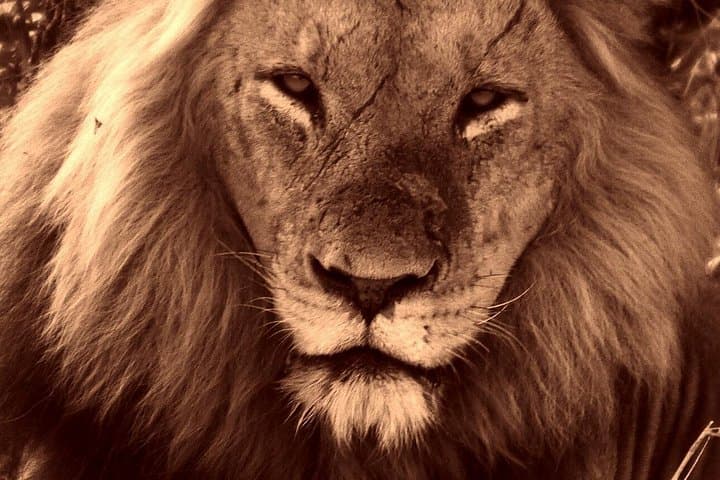 Kruger National Park Half‑Day Game Drive — Safari from Hazyview to Skukuza photo 2