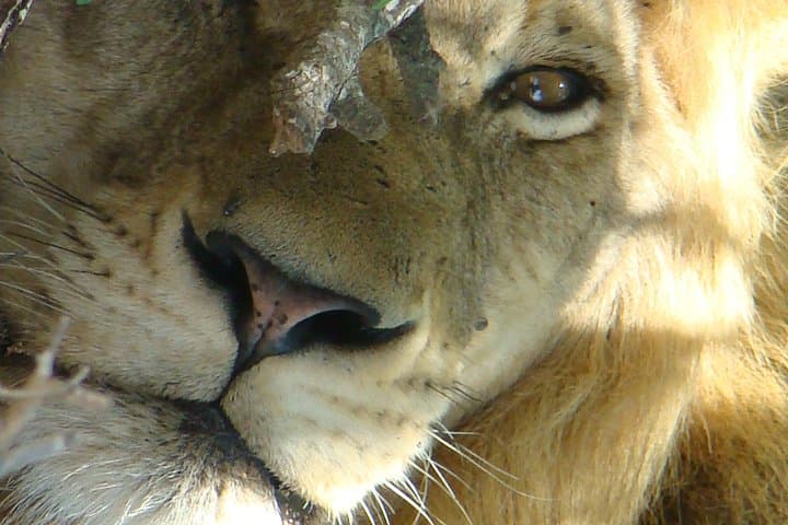 Private Kruger National Park Safari: Custom Guided Game Drives from Skukuza photo 3