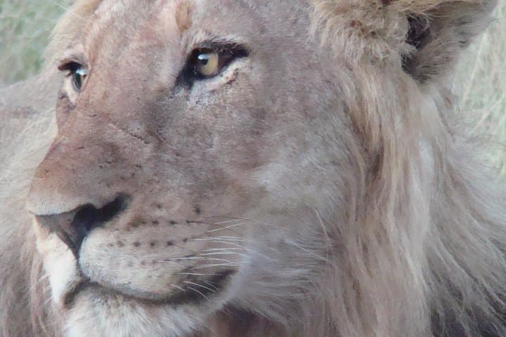 Private Morning Game Drive in Kruger National Park from Hazyview photo 2