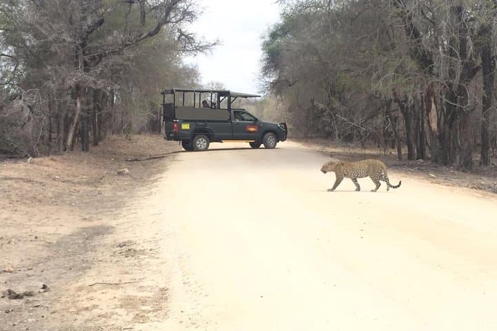 Kruger Private Afternoon Game Drive: Big Five Safari from Hazyview