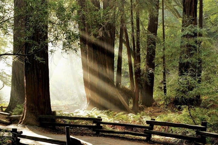 Muir Woods and Napa: 8-Hour Private Scenic Wine Tour from San Francisco