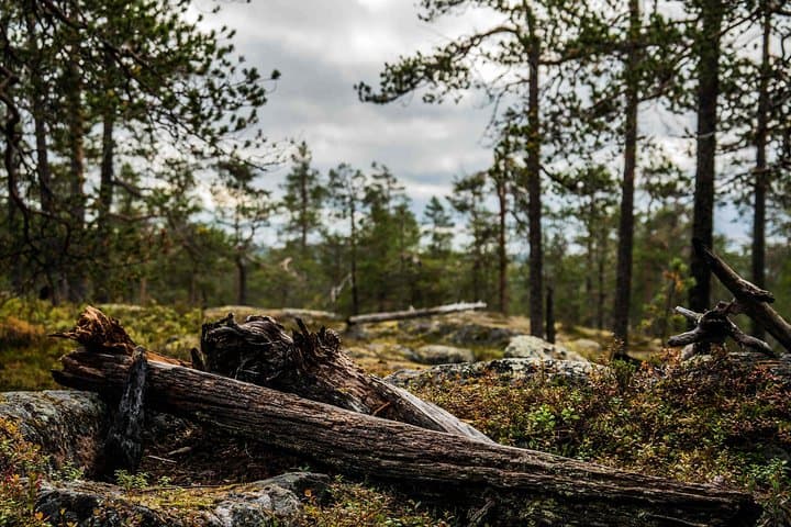 Arctic Wilderness Photography Expedition — Rovaniemi Half-Day Summer & Autumn photo 3