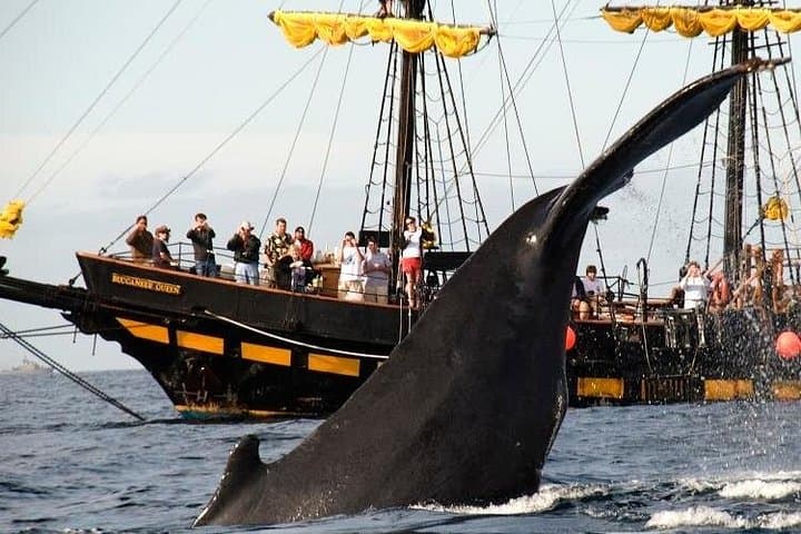 Sail the Bucaneer Queen: Whale-Watching Pirate Ship Cruise in Los Cabos photo 2