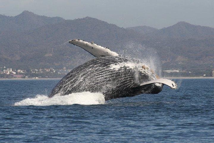 Half-Day Whale Watching in Puerto Vallarta: Small-Group Humpback Tour photo 6