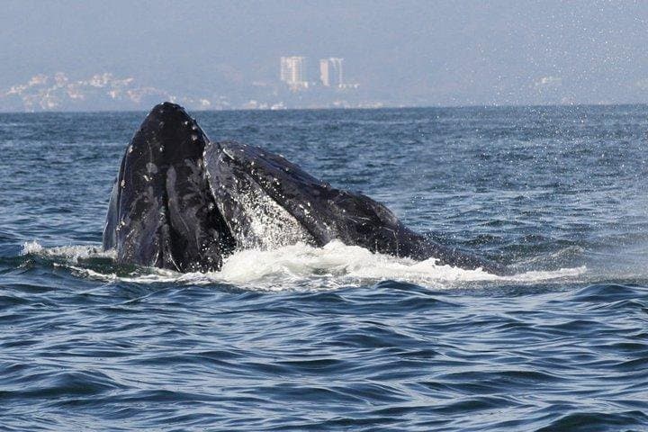 Half-Day Whale Watching in Puerto Vallarta: Small-Group Humpback Tour photo 5
