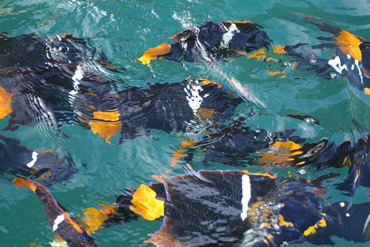 Snorkeling Los Arcos Puerto Vallarta: Small-Group Marine Biologist Tour photo 2