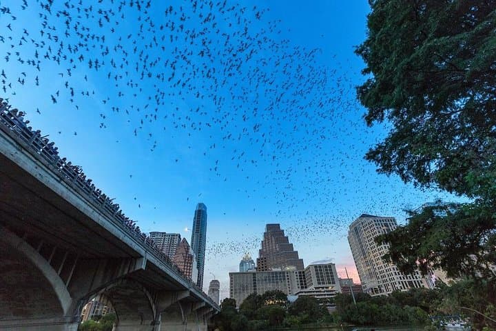 Kayak the Congress Avenue Bat Emergence: Sunset Paddle in Austin photo 2