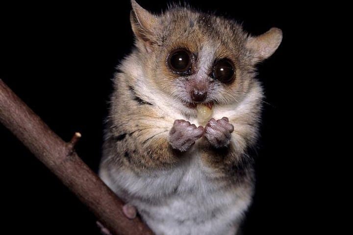 Bohol Night Safari: Rajah Sikatuna After-Dark Tarsier & Wildlife Walk