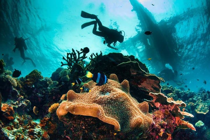 Panglao Scuba: Bohol Dive Courses and Discover Scuba Day Trips
