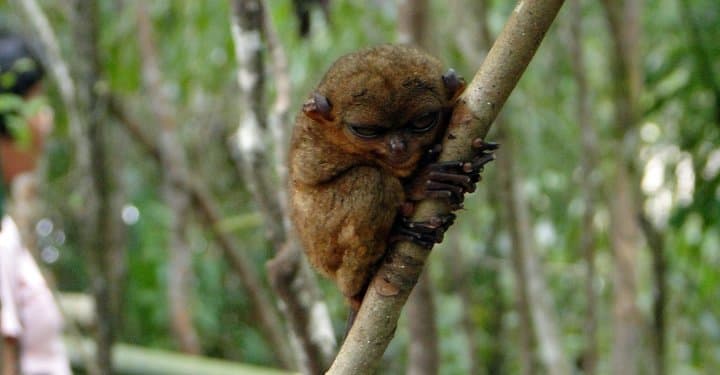 Bohol in Four Days: Chocolate Hills, Loboc River Cruise & Balicasag Snorkel photo 2
