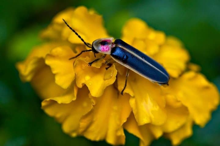 Bohol Private Firefly Watching Cruise on the Abatan River